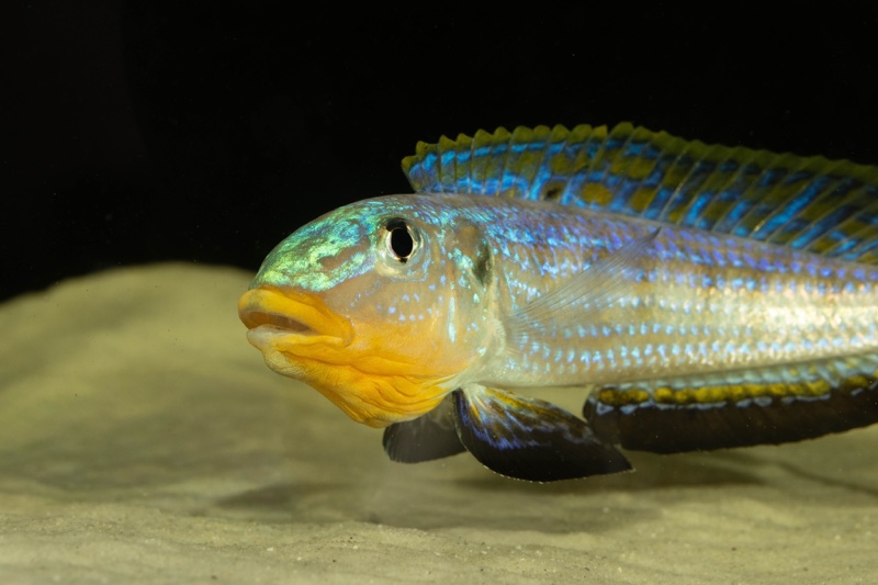 Enantiopus sp. 'kilesa'